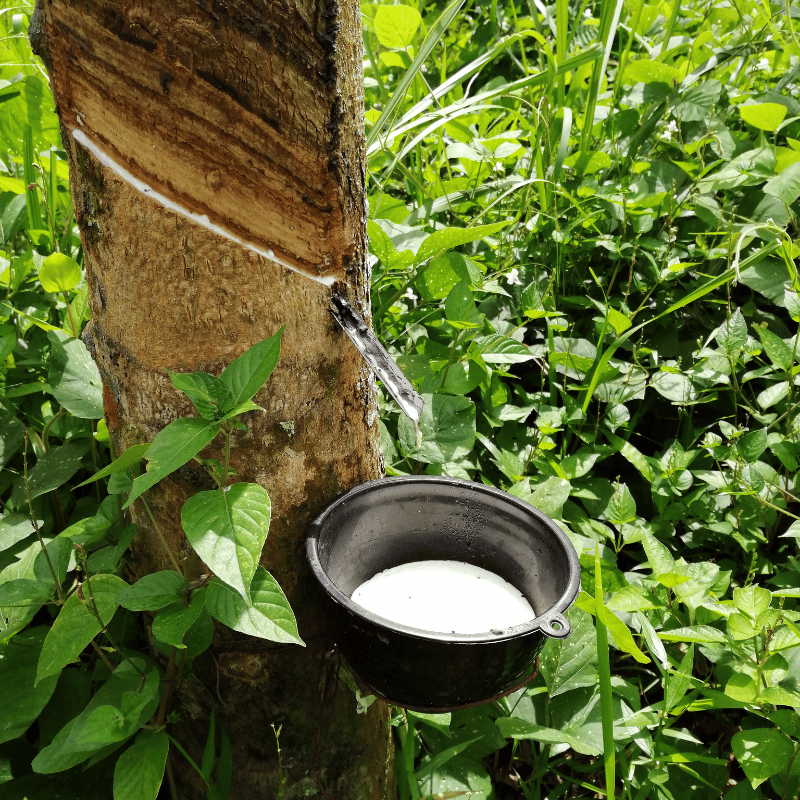 pro_058_rubber-tree.png